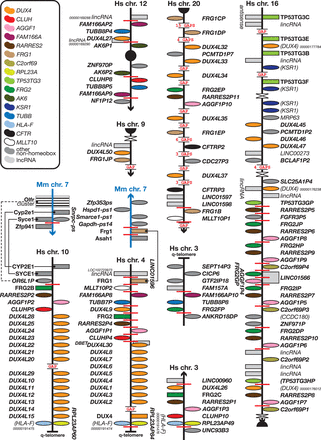 The human-specific DUX4 clusters. Figure is not to scale. See figure for a guide to colours, Figure 1 for a guide to symbols and Figure 1 legend for notes on naming. The two DUX4 clusters found at the q-telomeres of human chromosomes 4 and 10 have no equivalent in mouse. Both regions are flanked by synteny or paralogy breakpoints. The chromosome 4 cluster, with the two, unrelated, FRG genes, is most likely the ancestral cluster, which duplicated and rearranged to form the chromosome 10 cluster with one FRG gene and the other FRG copy on chromosome 20. Another copy of the FRG2 section, without the distal DUX4L duplications, is present on chromosome 3. There are many more copies of FRG1 , FRG2 , TUBBB , FAM166A and the other genes from the chromosome 4 cluster in other regions of the genome, some of which are shown here; almost all duplicates can be found in subtelomeric and pericentromeric regions and where it relates to the genes on chromosome 4, those duplicates are subsets of the chromosome 4 arrangement.
