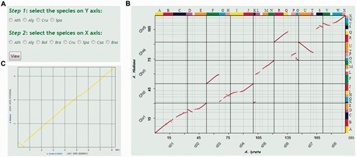 Obtaining pairwise syntenic dot plots between two Brassicaceae genomes in BRAD V2.0. The ‘Syntenic figure’ option is selected by placing the cursor over the Search section and clicking on ‘Syntenic figure’. ( A ) Select the Brassicaceae species genomes to be plotted. ( B ) Syntenic figure between A. thaliana and A. lyrata . Syntenic gene pairs are plotted as red dots. Genomic blocks are shown as color-coded bars labeled A–X on the top and right sides of the plot. The genome sequences of A. lyrata and A. thaliana are displayed on the x and y axes, respectively. ( C ) Syntenic figure of local genomic block A obtained by clicking on the corresponding block. Chromosome labels and the intervals of the A block are given in brackets after the labels on the two axes.