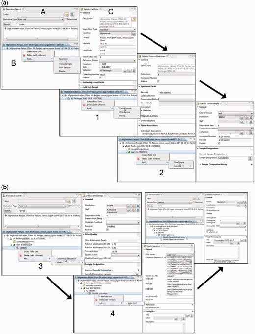 Taxonomic Editor of the EDIT Platform, derivatives perspective: screenshot of the derivative view displaying the derivative search (A), the derivative hierarchy (B) and a details view for the corresponding metadata (C). Screenshots illustrate the stepwise establishment of a derivative hierarchy by successive creation of derivatives and insertion of their data: ( a ) addition (1) of a tissue sample and (2) of a DNA sample; ( b ) addition (3) of a consensus sequence with links to one of the INSDC (International Nucleotide Sequence Database Collaboration) databases, (4) of single reads (Sanger sequencing trace files) and/or a contig file.