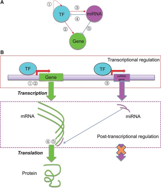 The basic regulatory circuit involving TF, miRNA and target gene ( A ) and the schematic illustration of the mechanisms of transcriptional and post-transcriptional regulation of gene expression ( B ). In total, five types of regulatory relationships are considered among TF, miRNA and target gene.