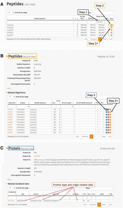 The use of peptide mass entry in the ProPepper database to establish its relevance to peptides, proteins, genotypes and species. ( A ) Entering protonated monoisotopic mass value in Peptide list view. ( B ) Detailed information of a peptide selected from the Peptide list view. Related tables such as ‘Related digestions’ or ‘Related Peptide–Epitope matching’ are also available from this view. ( C ) Detailed information of a Protein by clicking the first icon in the last column (View) of a related digestion entry from (B). The related GenBank data table will give the information of the protein type, organism and genotype (marked with arrows) that contain the particular peptide under investigation.