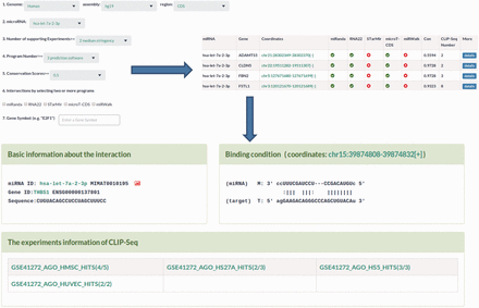 Sample output image for predicted miRNA target sites. MtiBase provides various options for users to optimize their search results. Additional information on the miRNA target sites could be obtained by clicking the ‘details’ button.