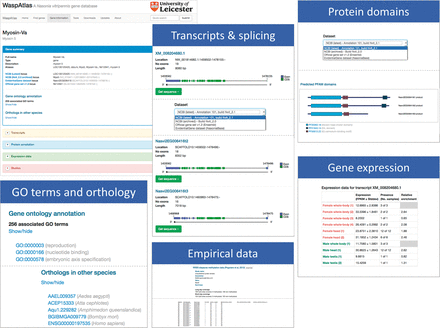 Overview of the gene information page showing the information available for each gene in WaspAtlas. The gene summary screen is shown on the top left. The various information sections are shown next to it.