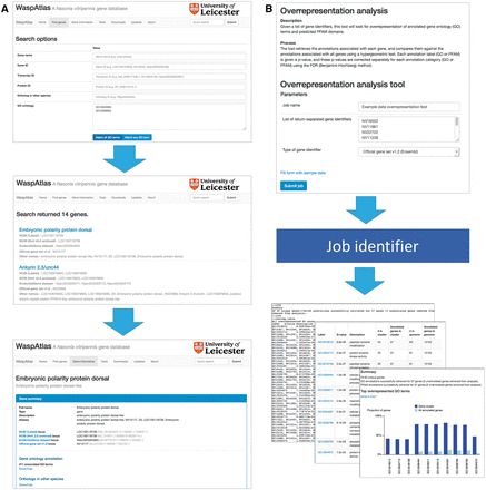Analysis with WaspAtlas. ( A ) Use case of the advanced search function, performing a search for transcription factors involved in immune response. ( B ) Use case of the GO overrepresentation tool, showing input and output.