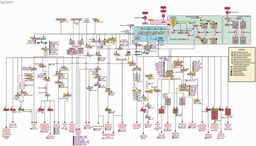 Cell-type-specific differential-ligand network map of CCL19/CCL21-CCR7 signaling. The network map of CCR7 signaling pathway reactions induced by its ligands CCL19 and CCL21 that are experimentally identified in multiple cell types are represented using PathVisio. The topology of the network is devised based on the mutants, inhibitors, activators and silencing approaches. The edges represent the reactions and nodes represent the molecules. Molecules italicized represent the genes transcriptionally regulated by CCR7 signaling with red indicating the upregulated genes and green, the downregulated genes. The edges are distinguished by colors to differentiate different types of reactions such as protein–protein interactions, Post-translational modifications (PTMs) and translocation reactions. The PTMs of each protein are represented with the site and residue of modification mapped to the corresponding RefSeq accessions. The differential signaling by CCL19 and CCL21 in multiple cell types are also represented using colored square (CCL19), triangle (CCL21) and circle (not differential for both CCL19 and CCL21) shapes. Blue represent the reactions to be unique to one of them but not induced by the other whereas red indicates higher for one and the green indicates studied only in one of them and not the other and hence not to be considered differential.