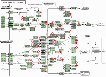 Classical and JNK/p38 MAP kinase pathways (modified from KEGG pathways). Proteins for which one or more sites were detected phosphorylated in resting cells or cells after TCR activation are marked with a star. Filled stars indicate the observation of a significant phosphorylation change after lymphocyte activation (P adj value < 0.05, 0.65 < fold change > 1.5). MAP kinases play a major role in the processing of the signals originated by different external stimuli which ultimately trigger cell responses such as proliferation, cell division and differentiation and apoptosis ( 17 , 18 ). Components of the MAP kinase pathway are central on the signal transmission pathways triggered by activation of the lymphocyte T receptor including p38, which is activated by ZAP-70, or the components of the classical Ras/Raf/MEK/Erk MAP kinase cascade which activation involves the proteins SOS and RasGRP (upper part of the graphic). Activation by SOS is directed by its translocation through the GRB2-LAT complexes, while RasGRP is phosphorylated by PKC which in turn is activated by the DAG second messenger liberated by the activity of PLC-γ ( 18 ).