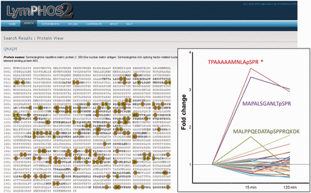 Protein view. Example of the protein Serine/Arginine repetitive matrix protein 2. More than 100 p-sites were identified for this protein of which only 1 showed statistically significant changes (insert). All phosphopeptides detected and quantified for the protein are shown in its sequence with green (high confidence) or red (low confidence) background.