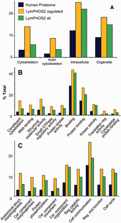 Gene Ontology (GO) enrichment analysis. Panther Database statistical overrepresentation test for the full LymPHOS phosphoprotein database (green) and the phosphoprotein set containing regulated p-sites (orange) versus the reference human proteome (blue). Classification uses GO-slim terms for cell compartment (A), biological process (B) and molecular function (C). Terms represented are those with enrichment > 1.5 and P < 0.01 for the subset of regulated proteins. Terms are sorted (left to right) by increasing P value ( http://pantherdb.org/ ).