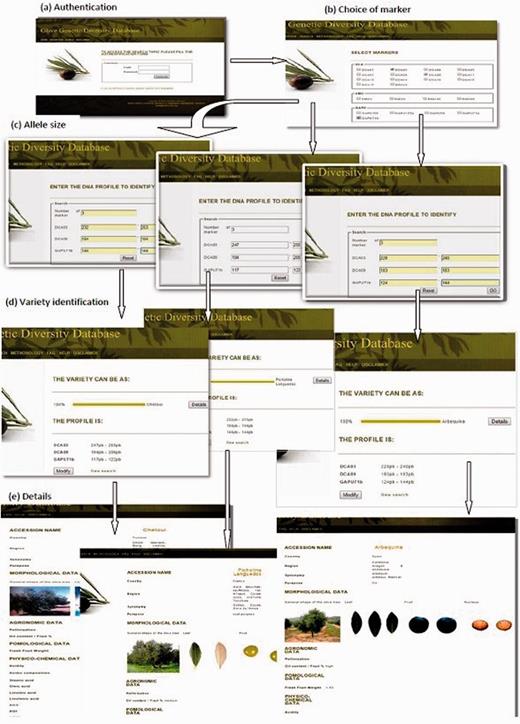 A workflow to identify and visualize a monovarietal olive oil using OGDD database. ( a ) Authentication page where user needs to login, ( b ) Choice of marker page with selection of desired markers, ( c ) Allele size page specifying the size of the allele. ( d ) Variety identification, displaying the resulting monovarietal olive oil cultivar, ( e ) Details: displaying characteristics (morphological, agronomical, physicochemical data) of the identified cultivar.