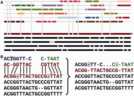 Adding the secondary set of species to an EPO alignment. ( A ) Overview of the process. The lower part of the panel represents the initial consistency-based multiple alignment, where the red line represents the human sequence. The upper part shows a mosaic structure for each secondary species. The grey vertical lines show the gaps added to the secondary genomes to accommodate them in the multiple alignment and how they match the deletions in the human sequence. ( B ) Detailed view on the removal of species-specific insertions and addition of gaps in a secondary genome. The left-hand side of the panel shows a segment of the multiple alignment and the matching pairwise alignments to a secondary genome. The right-hand side of the panel shows the resulting alignment. The highlighted blue T on the left-hand side is removed from the final multiple alignment. The deletions in the human lineage (also highlighted) are added in the secondary genome.
