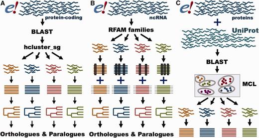 GeneTree and Ensembl Protein Family pipelines. ( A ) GeneTree pipeline for protein-coding genes. For each protein-coding gene in Ensembl, a representative protein is used. BLAST scores are provided to hcluster_sg for grouping the sequences into gene families. The proteins are aligned with MCoffee or MAFFT and a phylogenetic tree is built with TreeBeST. Finally, orthologues and paralogues are inferred from the tree. ( B ) GeneTree pipeline for ncRNA genes. Short ncRNA genes in Ensembl are grouped according to their RFAM classification. Both Infernal and PRANK alignments are used to build several phylogenetic trees that are merged into a final model with TreeBeST. Finally, orthologues and paralogues are inferred from the tree. ( C ) Ensembl Protein Family pipeline. All proteins in Ensembl and all metazoan proteins in UniProt are used. BLAST scores are fed into MCL to group the sequences by their similarity. The proteins are aligned with MAFFT.