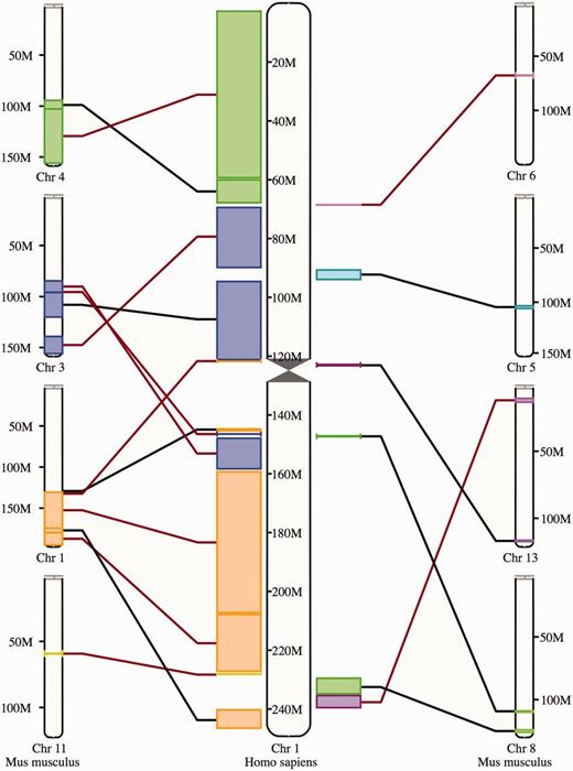 Synteny view. The view shows the syntenic blocks between human chromosome 1 and the mouse chromosomes 1, 3, 4, 5, 6, 8, 11 and 13. The blocks are linked between the human and the mouse with a black line if they appear in the orientation and with a red line if they are inverted in one species with respect to the other.