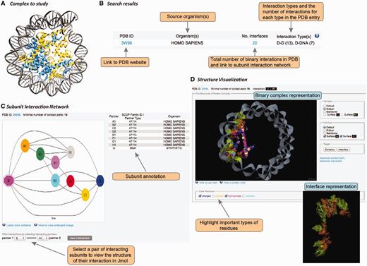 User interface in DOMMINO 2.0. User interface consists of three main components allowing the user to study the complex of interest at the subunit network, binary interaction or interaction interface levels. (A) Each macromolecular complex deposited to PDB is retrieved and analyzed in DOMMINO 2.0 due to the database’s weekly updates that follow updates of PDB. (B) Basic and advanced search allows the user to retrieve a complex or group of complexes of interest. (C) Subunit network view allows investigating all inter-subunit interactions for a selected complex and specifying a binary interaction for in-depth study. (D) Visualization of a binary interaction provides the whole-interaction and interface-only views. The user can highlight important types of residues as well as download the interface contact pairs and interaction coordinates.