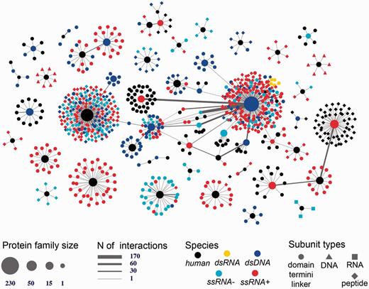Human-viral inter-species 3D interactome. Shown is the entire human-virus macromolecular interactome including 1070 subunits such as inter-domain linkers, peptides, protein termini, and protein domains annotated into 104 SCOP families. The subunits mediate 1865 host–pathogen protein–protein interactions and 17 protein-nucleotide interactions. The nodes are shaped based on the macromolecular type and are colored based on the species type (either human or viral family species).