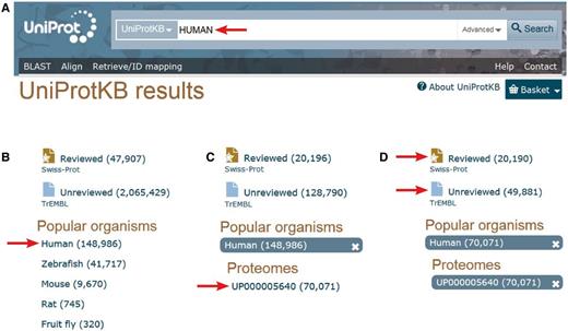 Accessing the human proteome from the UniProt web site ( http://www.uniprot.org ). A. One can directly type ‘HUMAN’ in the search box. B. Then select ‘Human’ in the ‘Popular organisms’ section on the left. C. There is a single proteome in the ‘Proteomes’ section for this organism, UP000005640, a direct link allowing access to the entries composing the human complete proteome. D. There, one still has the possibility to select the 20 197 expertly ‘Reviewed’ entries of the Swiss-Prot section of UniProtKB from the 49 496 additional ‘unreviewed’ entries of UniProtKB/TrEMBL.