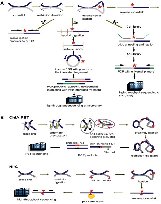 Principles of 3C, 4C, 5C, ChIA-PET and Hi-C. (A) Principles of 3C, 4C and 5C. The thick dark blue and grey lines stand for two different chromatin fragments and the purple dot in the middle is the protein that binds them together. Both black and orange dashed lines represent the restriction sites and the red star is the ligation site of two fragments. The arrows parallel with chromatin fragments represent primers. The green line in 5C is the oligo sequence. (B) Principles of ChIA-PET and Hi-C. The notations appearing in (A) have the same meaning. In ChIA-PET pipeline the tawny ‘Y’ shape represents the antibody specifically binding to the protein (purple dot). The black and dark red dots stand for linkerA and linkerB, respectively. Finally, in Hi-C pipeline the red tadpole is biotin mark, which will be pulled down by streptavidin bead (orange scissor).