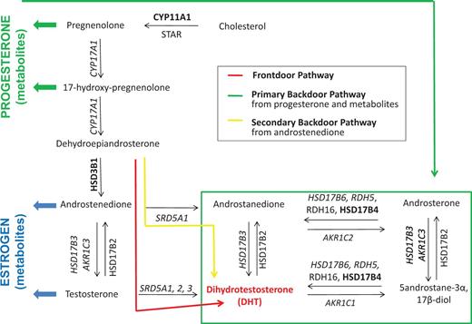 Flexibility in intraCaP DHT biosynthesis pathways. Schematic of principal androgen biosynthesis pathways and core enzymes that lead to DHT production in CaP cells. Italicized text , deregulated gene expression under ADT; boldface text, genomic alterations under ADT. Note that proteins involved in androgen transport and androgen degradation are not considered.