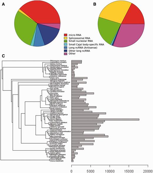Distribution of Ensembl ncRNA genes in the Rfam database. (A) Distribution of Ensembl ncRNA gene families present in Rfam by family type. (B) Distribution of Ensembl ncRNA genes present in Rfam by family type. (C) Distribution of ncRNA genes by species.
