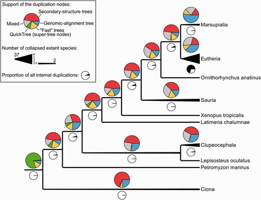 Simplified species-tree showing the support of all the internal duplications (coloured pie charts) and their numbers (black and white pie charts). ‘Mixed’ signifies that the duplication is supported by multiple kinds of intermediate trees, as opposite to the other labels such as ‘Secondary-structure trees’ which indicate that a duplication has been identified by a single kind of intermediate trees.
