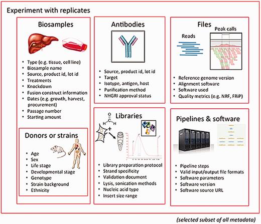 Major categories of metadata. The metadata captured for ENCODE can be grouped into the following major areas: biosamples and donors/strains (formerly ‘cell types’), libraries, antibodies, data files and pipelines and software. These categories are then grouped into an experiment with replicates. Only a subset of metadata is listed in the figure to provide an overview of the breadth and depth of metadata collected for an assay. The full set of metadata can be viewed at https://github.com/ENCODE-DCC/encoded/tree/master/src/encoded/schemas .