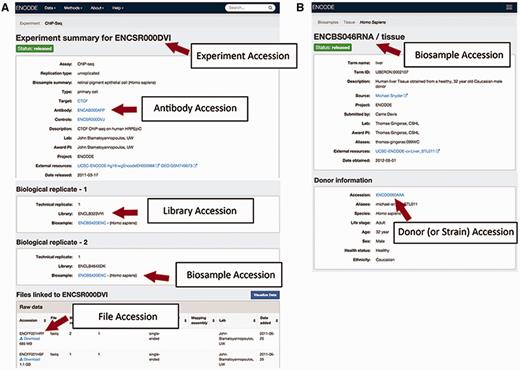 Accessions listed for an experiment on the ENCODE Portal. (A) An experiment page will contain accessions for the experiment referring to the full set of metadata describing how the assay was performed and the data generated by the assay, for the specific antibody lot used in that experiment, for the library that was generated, for the biosample that was used as input to the experiment, and for each data file generated by sequencing. (B) A biosample page will contain accessions for the biosample that was used as well as the unique donor (or strain) that provided the sample.