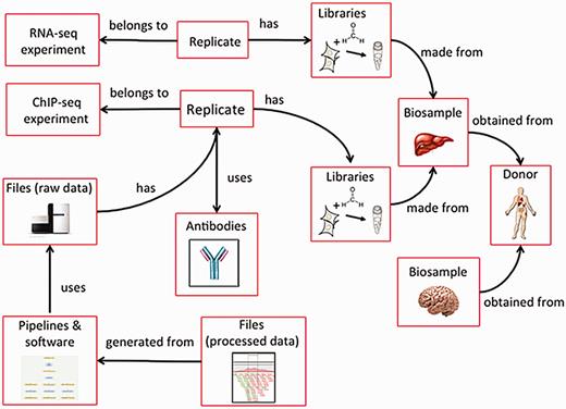 Categories in the metadata model are linked to each other. Categories of metadata are linked to each other and can be described by relationships between the categories. Each individual category can be referred to multiple times. For example, a liver and a brain can be obtained from the same donor. In addition, a single biosample, like the liver, can be used as input for multiple assays. Because each donor and biosample is accessioned, they can be referred to uniquely.