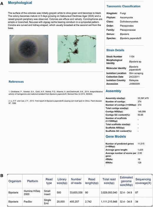 The layout of Project page for B. papendorfii UM 226 genome. ( A ) Morphological features (colonial characteristic and microscopic morphology) of B. papendorfii UM 226 are shown on the left, whereas taxonomic classification, strain details, assembly statistics and gene models are shown on the right. ( B ) In the Sequencing Stats tab, an overview of sequencing technology platform, read type, library size (bp), number of reads, read length (bp), total read size (bp), estimated genome size (Mbp) and sequencing coverage (×) are displayed.