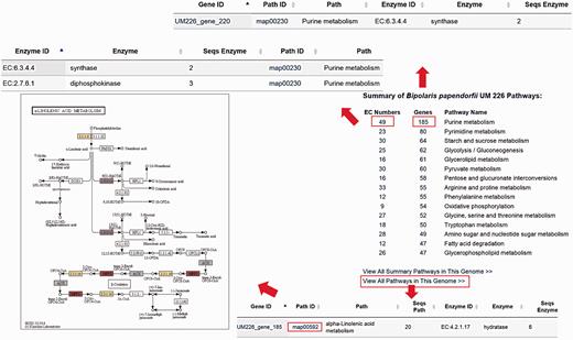 The layout of Pathway Browser for B. papendorfii UM 226 genome. The total number of genes and EC numbers for each pathway is displayed in the Pathway Browser page. Single click on each EC Number or gene will bring up a page showing additional information of genes that are involved in the specific pathway. Each KEGG annotated gene is also linked to a pathway map. The coloured EC numbers indicate that the genes are mapped to that EC number in the pathway.