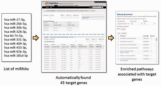The users may upload a list of miRNAs, generate a list of their targets and process the target genes for functional enrichment analysis using KEGG pathways. In the given example, a list of 10 miRNA IDs were uploaded and by using a query template of ‘Given a list of miRNAs, retrieve all their target genes’, a list of 45 target genes were created and their enriched pathways identified immediately. Alternatively, one can start from a list of genes and use a query template of ‘Given a list of genes, retrieve all the miRNAs which target the genes within the list’.