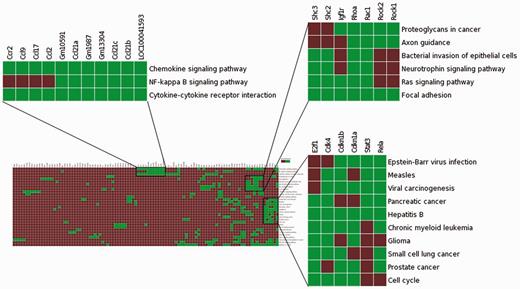 Visualization of the enrichment analysis of gene–functional associations of genes upregulated in lung tumourigenesis (in Stat3 knockout mice) using the heatmap function highlighted subsets of functionally related genes and suggested plausible links between Ccr2, NF-kappa B signalling and enhanced inflammatory responses in carcinogen-induced lung tumourigenesis.