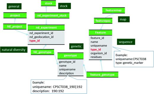 Schematic diagram of how genotypic data are stored in Chado. The bold red fields represent foreign keys to the cvterm table which houses vocabulary terms. Boxes in dark green represents the modules of Chado represented in this diagram.