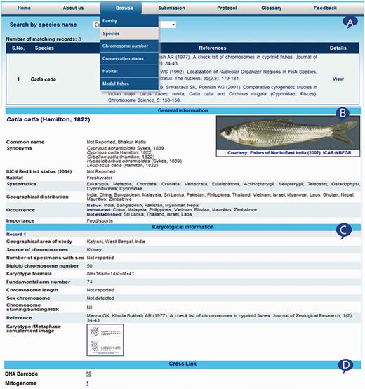 Browsed information from Fish Karyome: ( A ) information summarized into a table, ( B ) species information, ( C ) karyological information and ( D ) linked with other data resources.