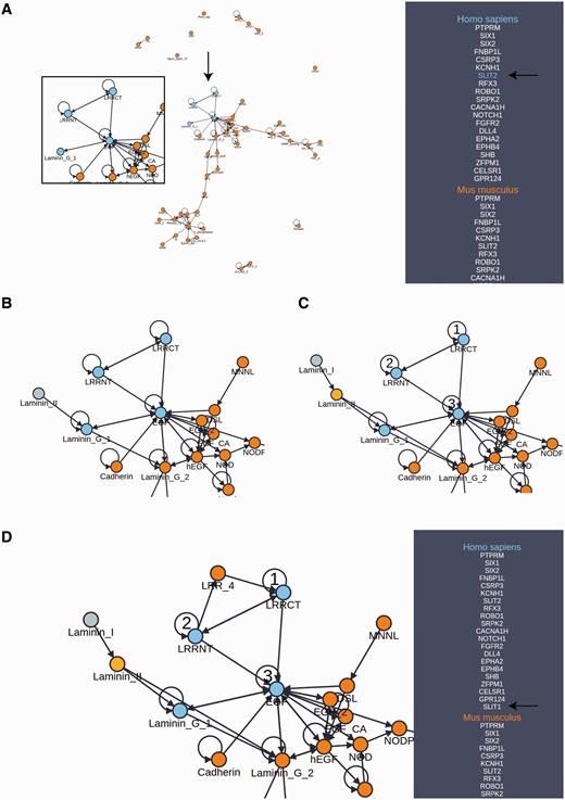 Domain adjacency network exploration. ( A ) A domain adjacency graph for a subset of proteins corresponding to the GOSlim category, ‘Anatomical structure formation involved in morphogenesis’. Domains are shown as nodes. Edges indicate the adjacency of domain pairs (N to C terminal direction) within one or more architectures corresponding to the searched proteins listed in the side panel. For the example protein (SLIT2), the highlighted nodes indicate the domain architecture pertaining to this protein (enlargement and arrows added for emphasis). The side panel lists the orthologs of the searched proteins from which the graph has been constructed. ( B ) The area of interest has been expanded from the Laminin_G_1 node to include an additional Laminin_II domain, indicating that this duo appears in one or more additional proteins not in the original search. ( C ) Expansion continues with Laminin_II now added to the network as a permanent addition, further expansion from this domain identifies Laminin_I as a new neighbor. Selection of numbered nodes, presents a green ‘Protein Search’ button which initiates a search for additional proteins with this architecture that are not in the original list of search proteins. ( D ) The search in (C) has returned one additional protein (SLIT1) which was not in the original list of searched proteins. Exploration from LRRCT reveals LRR_4 as an adjacent neighbor. Note that multiple adjacent domains are often returned from the search allowing one to build up a rich network in the direction of interest. Also, by selecting the ortholog in another species, differences in architectures between species may be explored and expansions may be scoped to a particular species.