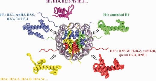 Schematic representation of nucleosome structure and its composition of different histone variants. The nucleosome core is formed by 147 bp of DNA and an octamer of H3, H4, H2A and H2B histones (depicted in blue, green, yellow and red, respectively). H1 linker histone (magenta) is associated with the nucleosome core near the DNA entry exit points. Selected histone variant names for each histone type are shown.