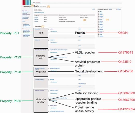 Wikidata item and data organization. Wikidata items can be added or edited by anyone manually. A Wikidata item consists of: (1) a language-specific label, (2) its unique identifier, (3) language specific aliases, (4) interwiki links to the different language Wikipedia articles or other Wikimedia projects and (5) a list of statements. For this specific example, the human protein Reelin was used ( https://www.wikidata.org/wiki/Q13569356 )