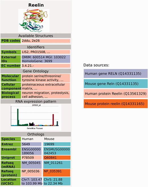 GeneWiki infobox populated with data from Wikidata, using data from Wikidata items Q414043 for the human gene, Q13561329 for human protein, Q14331135 for the mouse gene and Q14331165 for the mouse protein. Three dots indicate that there is more information in the real Gene Wiki infobox for Reelin ( https://en.wikipedia.org/wiki/Reelin ).