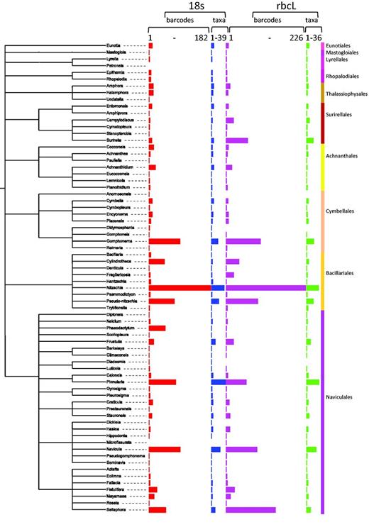 Number of barcodes (18S and rbcL) and taxa in R-Syst::diatom for Bacillariophyceae orders (update of September 2015). Red and purple horizontal bars give the number of barcodes, respectively, for 18S and rbcL. Blue and green horizontal bars give the number of taxa, respectively, for 18S and rbcL. Tree created with itol.embl.de based on diatom taxonomy.