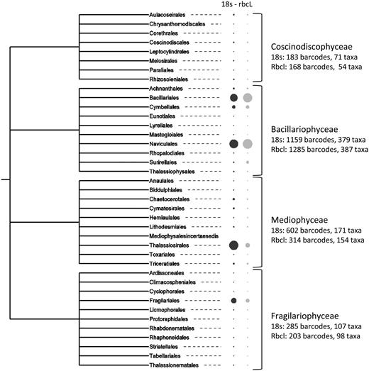 Number of barcodes (18S and rbcL) in the R-Syst::diatom for the different diatom classes and orders (update of September 2015). Large circles correspond to high number of barcodes. Tree created with itol.embl.de.