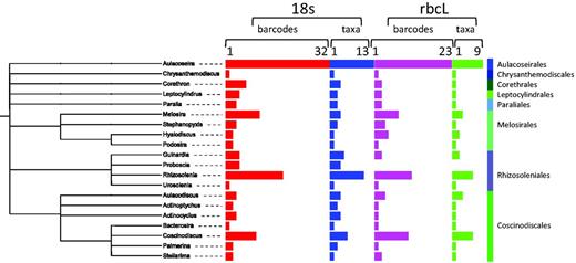 Number of barcodes (18S and rbcL) and taxa in R-Syst::diatom for Coscinodiscophyceae orders (update of September 2015). Red and purple horizontal bars give the number of barcodes, respectively, for 18S and rbcL. Blue and green horizontal bars give the number of taxa, respectively, for 18S and rbcL. Tree created with itol.embl.de based on diatom taxonomy.