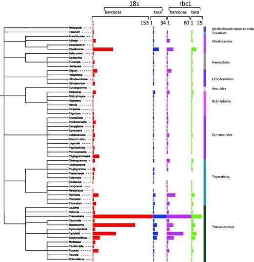 Number of barcodes (18S and rbcL) and taxa in R-Syst::diatom for Mediophyceae orders (update of September 2015). Red and purple horizontal bars give the number of barcodes, respectively, for 18S and rbcL. Blue and green horizontal bars give the number of taxa, respectively, for 18S and rbcL. Tree created with itol.embl.de based on diatom taxonomy.