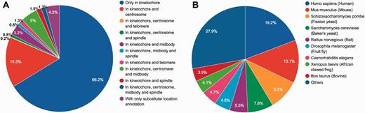 Statistical summary of locations and species of KinetochoreDB entries. (A) Distribution of protein locations according to MiCroKiTS and protein subcellular location annotations from UniProt (entries with GO annotations only were excluded). (B) Distribution of species of all KinetochoreDB entries.