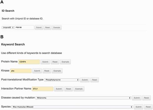 The search interface and options provided by KinetochoreDB. (A) Protein ID search with either UniProt ID or KinetochoreDB ID. (B) Keyword search with the protein name, kinase, PTM type, interaction partner name, disease or species.