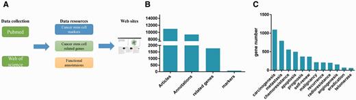 Database overview. (A) Summary of the database, which shows the resources types and source of the literatures. (B) As showed in the figure, there are 74 marker genes, 1769 related genes and 9475 functional annotations. The functional annotations of marker genes and CSCs-related genes are mainly about 13 categories. (C) The gene number involved in different function is very different.