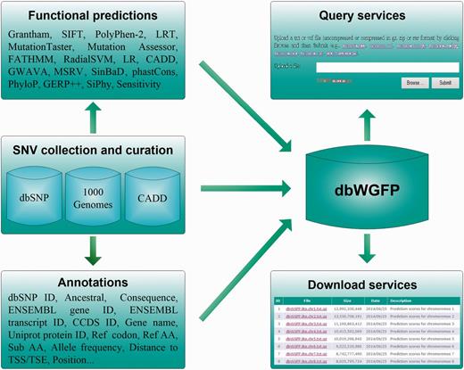 Structure of the dbWGFP database.