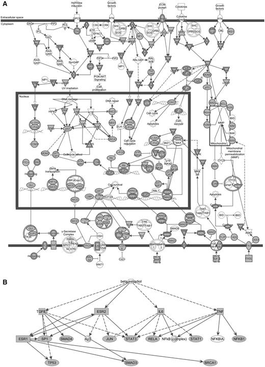 Biological networks according to IPA of 1370 genes related to HNSCC. (A) The canonical pathway ‘Molecular mechanisms of cancer’ and the growing picture of molecular mechanisms in HNSCC: receptor signaling pathways are induced by hormone, growth factors, extracellular matrix proteins or cytokines, leading to the activation of different cytoplasmatic effectors and transcription factors, and promoting cell cycle regulation, DNA repair, apoptosis, and cell survival and proliferation. (B) Beta-estradiol as an upstream regulator in head and neck tumorigenesis: network enriched in transcription factors/regulators (ESR1 and 2, JUN, TP53, NFKB1, RELA, STAT1 and 3, SP1), signal transducers (SMAD3 and 4), DNA repair protein (BRCA1) and proinflammatory cytokines (IL6, TGFB1, TNF) identified by the present study. Solid arrows = known interactions; dotted arrows = indirect interactions; inverted triangle = kinase; double circle = complex; circle, ellipse, diamond or square = other; filled shapes = genes from our list; nonfilled shapes = genes that are part of the network but not part of the list.