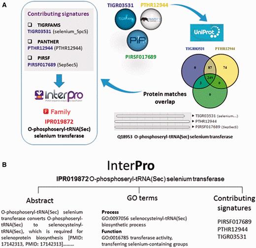 ( A ) Signatures are integrated in the same InterPro entry when they describe the same protein family or domain. In this example, three signatures from member databases TIGRFAM, PANTHER and PIRSF describing a family of O-phosphoseryl-tRNA selenium transferases are integrated together into InterPro entry IPR019872. Entries can have one or several contributing signatures. Integrating signatures contributes to reduce redundancy and to rationalize the wealth of information from the different member databases. ( B ) InterPro entries include an abstract and GO annotation, when possible.