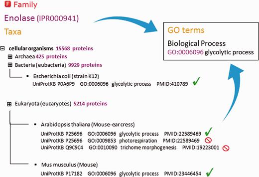 Assignment of ‘biological process’ GO terms to InterPro entry IPR000941 (enolase). InterPro curators decide which terms can be applied by analysing the spectrum of proteins from different organisms matched by that entry. Existing annotation for individual proteins that is supported by experimental evidence is considered. Certain GO terms are only applicable to a restricted taxonomic group (e.g. ‘photorespiration’ cannot be applied to animals and ‘trichome morphogenesis’ can only be applied to plants). GO terms assigned to an entry should be applicable to all the proteins matched by that entry.