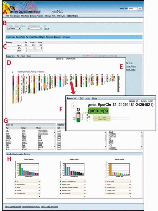 The Sensory Organ Disease Portal main page. A , category tabs; B , term drop-down menus; C , summary table; D , Genome Viewer; E , synteny function; F , single chromosome view and functionality; G , gene, QTL, strain lists; H , portal GO term annotation frequencies.