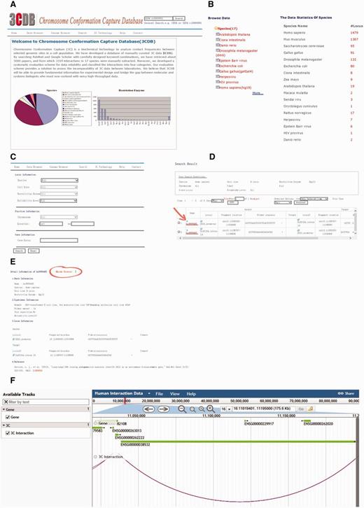 Screen shot of 3CDB contents. A. Home Page B. Data browser page; C. Search Page; D. Example of search result; E. Example of detailed 3C data. The Genome Browser portal is highlighted (the circle and arrow). F. Example of Genome Browser view. The two interaction loci are connected by an arc and gene annotation was represented as horizontal bars.