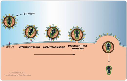 HIV-1 Gp120 and Gp41 protein interaction with human proteins CD4 and CCR5 , as shown by the Env protein attachment, co-receptor binding and fusion image.